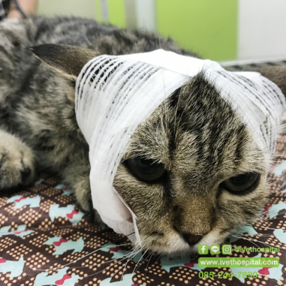 ถั่วแปลบขึ้นมาทันที มีแผลใช่ไหมแบบนี้